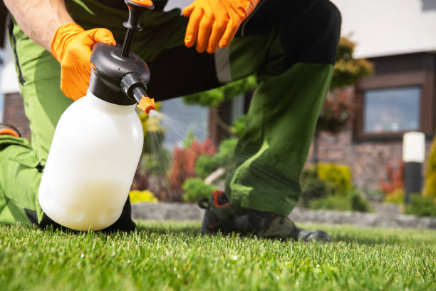 Best Termite Control Services  in Dwight, IL