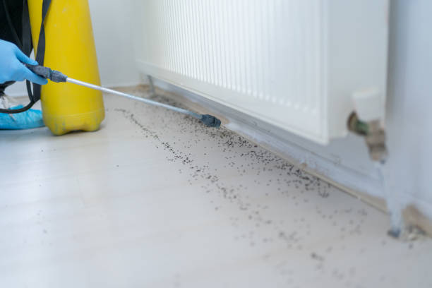 Best Flea Control Services  in Dwight, IL